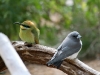 White-Breated Woodswallow and Rainbow Bee-Eater, Alice Springs Desert Park