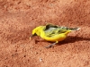 Orange Chat (I know, it looks yellow) with mealworm, Alice Springs Desert Park