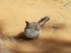 Chiming Wedgebill enjoys a bath after overnight rain