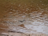 Black-Fronted Dotterel, Todd River north of Alice Springs