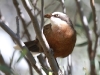 Grey-Crowned Babbler with meal in beak.  These birds are everywhere at the moment, and live up to their name!