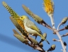 White-Plumed Honeyeater enjoying a feed of nectar, Alice Springs