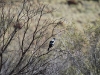 A Magpie surveys the ground, Rocky Gap walk, West MacDonnell Ranges
