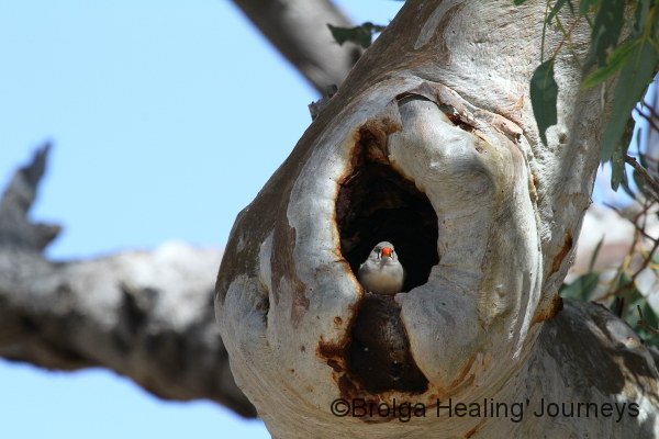 Zebra Finch looks out from its tree hollow nest.  Todd River north of Alice Springs