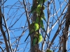 The Budgerigars are everywhere!  West MacDonnell Ranges