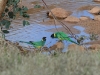 A tender moment between two Australian Ringneck Parrots (also called Port Lincoln Parrots, or Twenty-Eights), Todd River north of Alice Springs