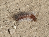 Here come the caterpillars.  Another sign of Spring.