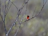 Red-Capped Robin, in all his breeding plumage, Rocky Gap walk, West MacDonnell Ranges