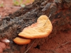 Fungi on fallen log, Alice Springs