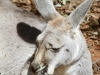 Young Red Kangaroo enjoys the warmth, Alice Springs Desert Park