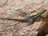Long-Nosed Dragon, Todd River north of Alice Springs