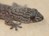 Tiny Gecko inside our cabin