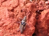 Pilbara grasshopper
