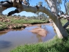 River scene, Todd River north of Alice Springs, March 2010