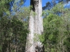 Nirbeeja stands at the base of a Tuart Tree, Tuart Ntl Pk WA, near Busselton