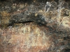 Rock art at Mutitjulu shelter.  Occupied for tens of thousands of years.