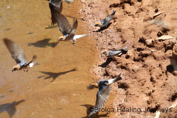 Welcome Swallows collecting mud for nesting from a pool