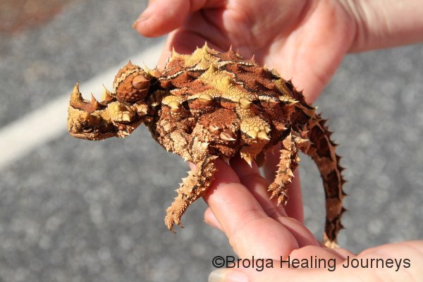 Nirbeeja to the rescue - to move it off the road.  A very well fed Thorny Devil