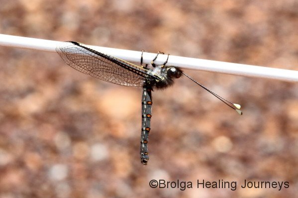 Beautiful Dragonfly hangs around near Mutitjulu.