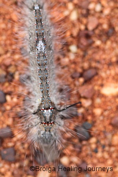 Even the caterpillars at Uluru are beautiful
