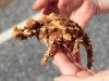 Nirbeeja to the rescue - to move it off the road.  A very well fed Thorny Devil