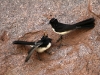 Parent Willy-Wagtail feeds its young, on the base of Uluru at Mutitjulu Waterhole