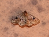 Moth at campsite