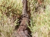 Perentie, near Mala walk.  About 1.8 metres long; they reach 2.5m.
