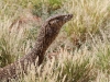 The Perentie was looking for birdnests and the local Butcherbirds were squawking and swooping.