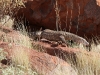 The Perentie climbs down off Uluru