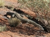 The Perentie climbs down off Uluru