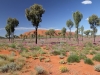 Uluru, Parakeelya and Desert Oaks