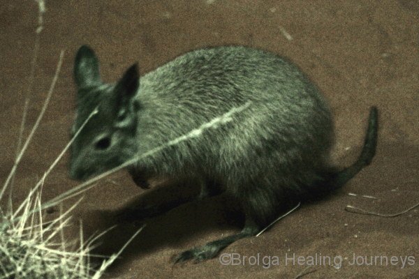 Rufous Hare Wallaby (the Mala), Nocturnal House, Alice springs Desert Park, NT