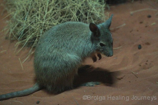Mala, Nocturnal House, Alice Springs Desert Park. Our smallest Wallaby