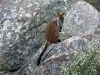Brush-Tailed Rock Wallaby,  Crows Nest Ntl Pk, QLD