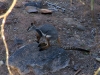 Yellow Footed Rock Wallaby, Warrens Gorge, near Quorn, SA