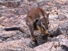 Black Footed Rock Wallaby, Ormiston Gorge NT