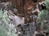 Two well-camouflaged Yellow-Footed Rock Wallabies in Middle Gorge, Buckaringa Sanctuary