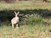 One of the many joey Wallaroos in a good season, Alice Springs NT