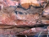 Rock art, Wunnumurru, the Kimberley.  Eggs or yams? 
