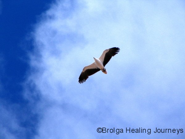 White Bellied Sea Eagle, Carawine Gorge, the Pilbara, WA