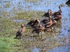 Wandering Whistling Ducks, Marglu Billabong, the Kimberley