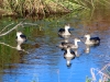 Grey Teal Ducks, Coolbro Creek, eastern Pilbara WA