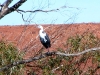 White Necked (Pacific) Heron, Coolbro Creek , Pilbara WA