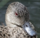 Close-up of Grey Teal duck