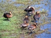 Wandering Whistling Ducks, Marglu Billabong, the Kimberley WA