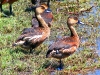 Wandering Whistling Ducks, Marglu Billabong, the Kimberley WA