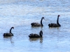 Black Swans, Lincoln National Park SA