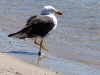 Pacific Gull (twice the size of a normal Seagull), Lincoln National Park, SA