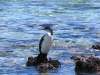 Pied Cormorant, Shark Bay WA